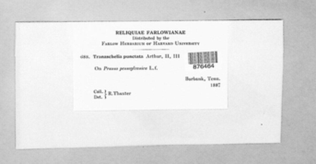 Tranzschelia discolor image
